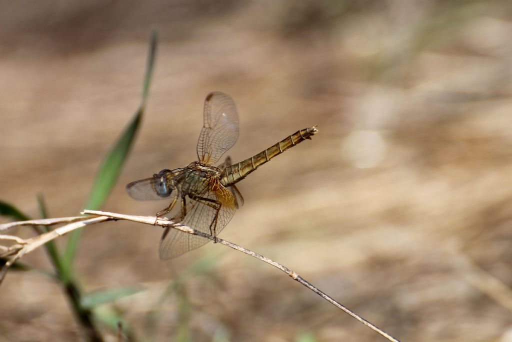 Anche queste dovrebbero essere Crocothemis erythraea